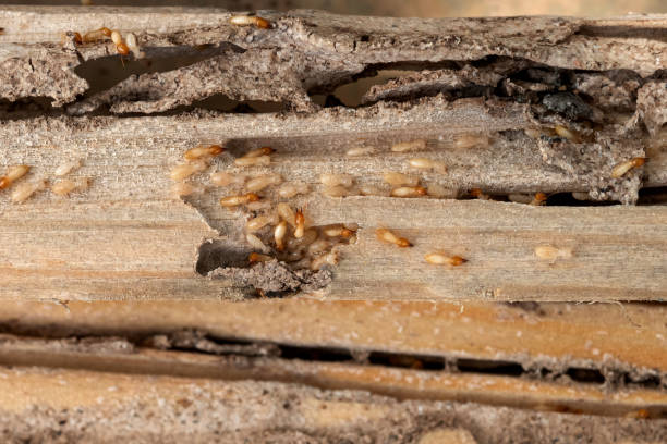 West Ocean City, MD Pest Control Pros